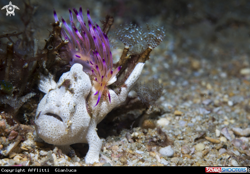 A nudibranco end frog fish