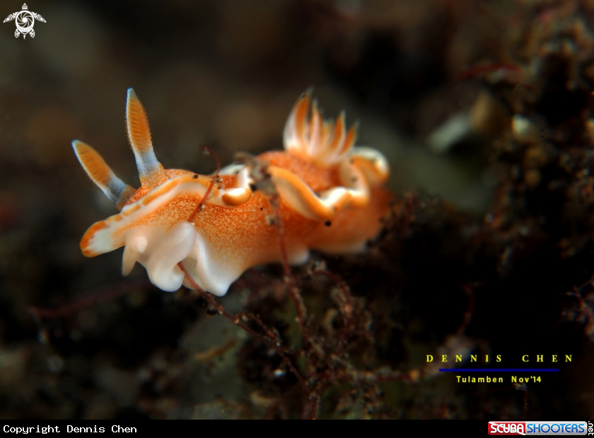 A Nudi