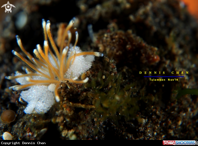 A Nudi & egg-masses