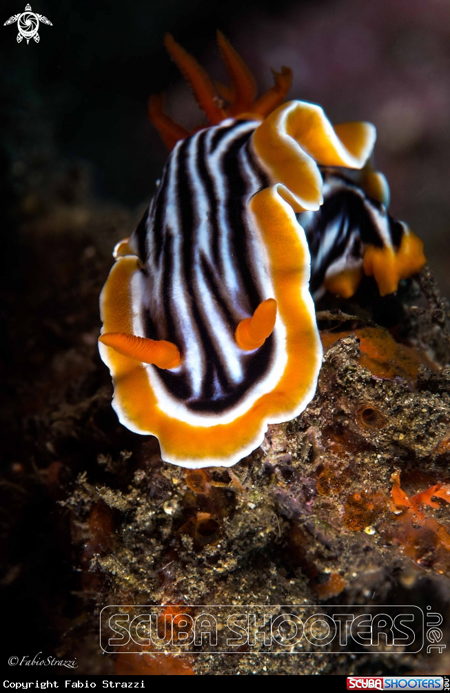 A Nudibranch 