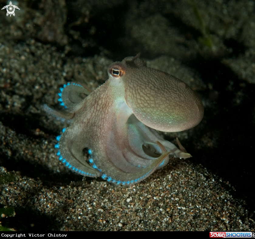 A underwater creature