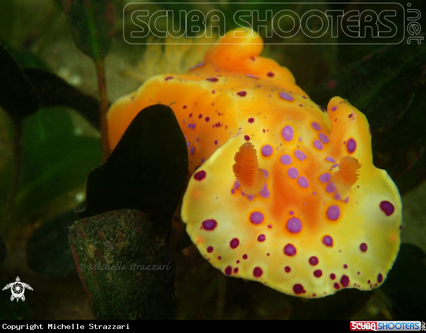 A Short-Tailed Ceratosoma