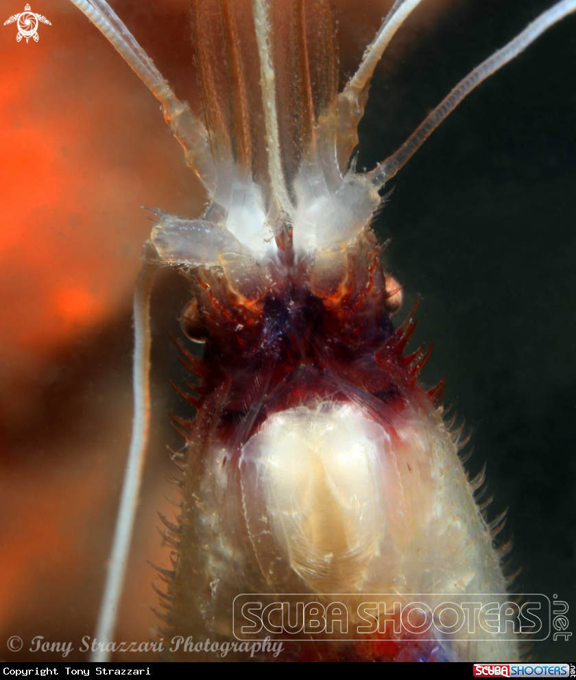 A Banded cleaner shrimp