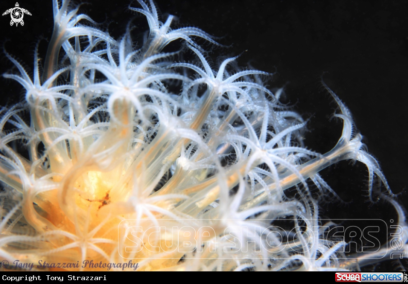 A Obese sea pen