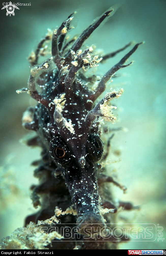 A Seahorse