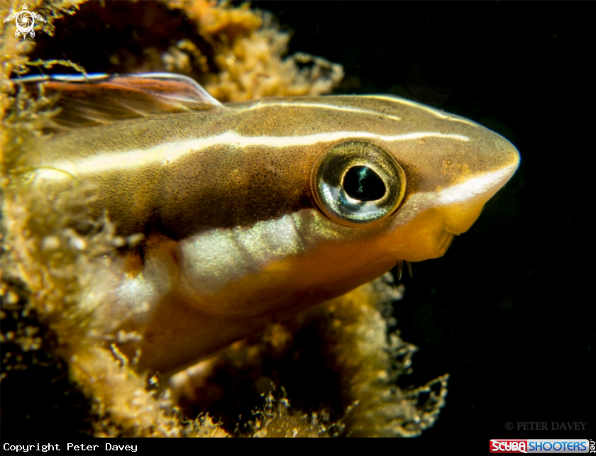 A Brown Sabretooth Blenny