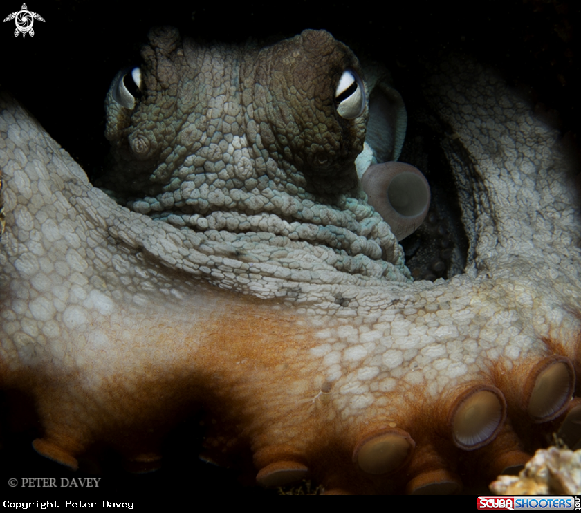 A Sydney Octopus