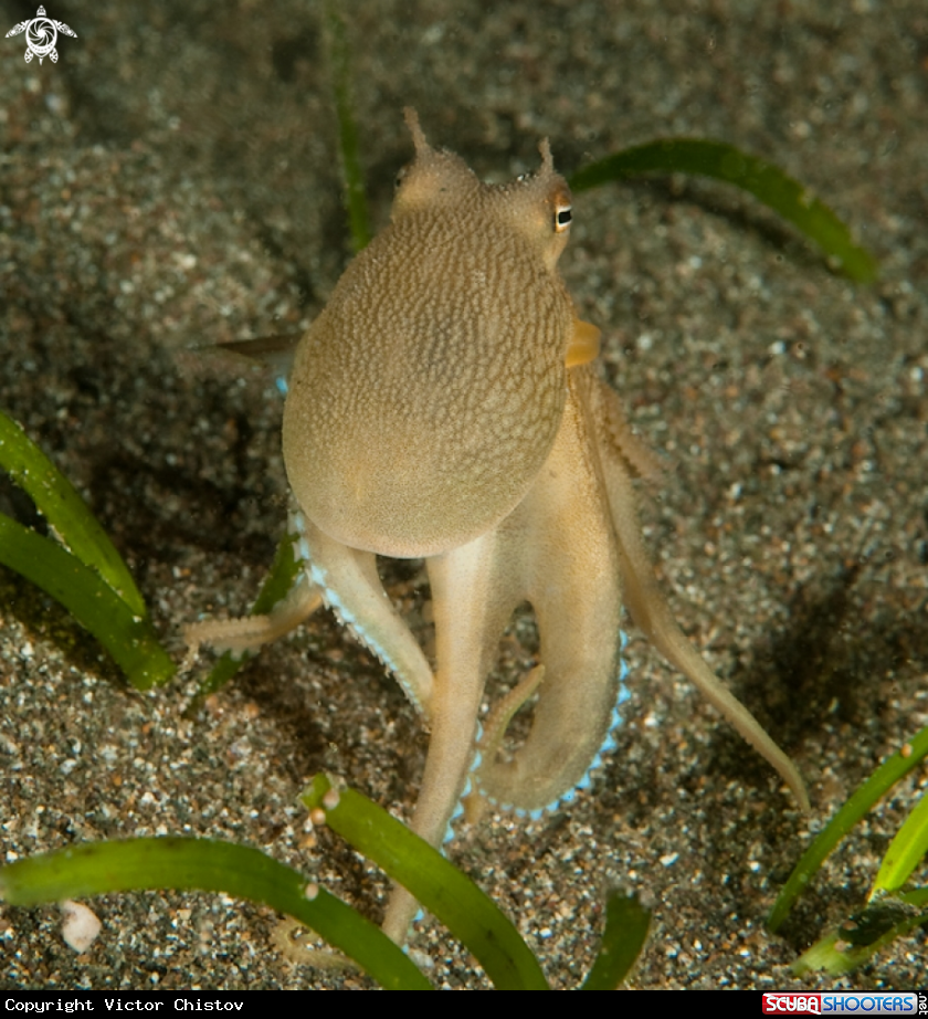 A underwater creature