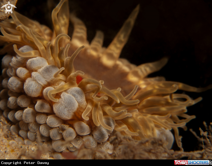 A Southern Anenome