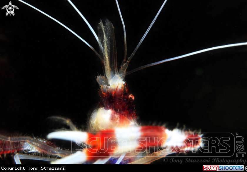 A Banded cleaner shrimp