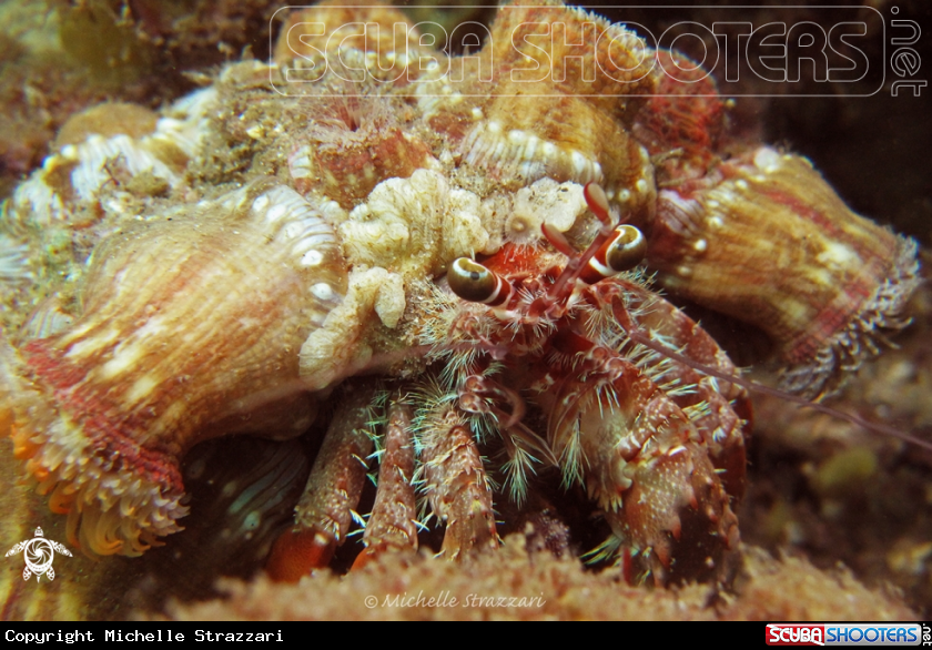 A Anemone Hermit Crab