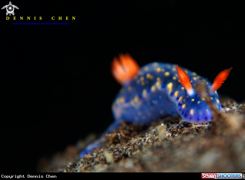 A Nudi