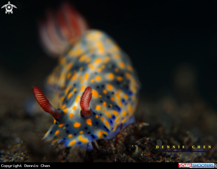 A Nudi