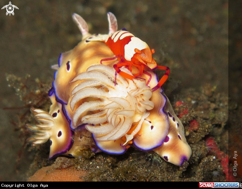 A Hypselodoris tryoni & Periclimenes imperator