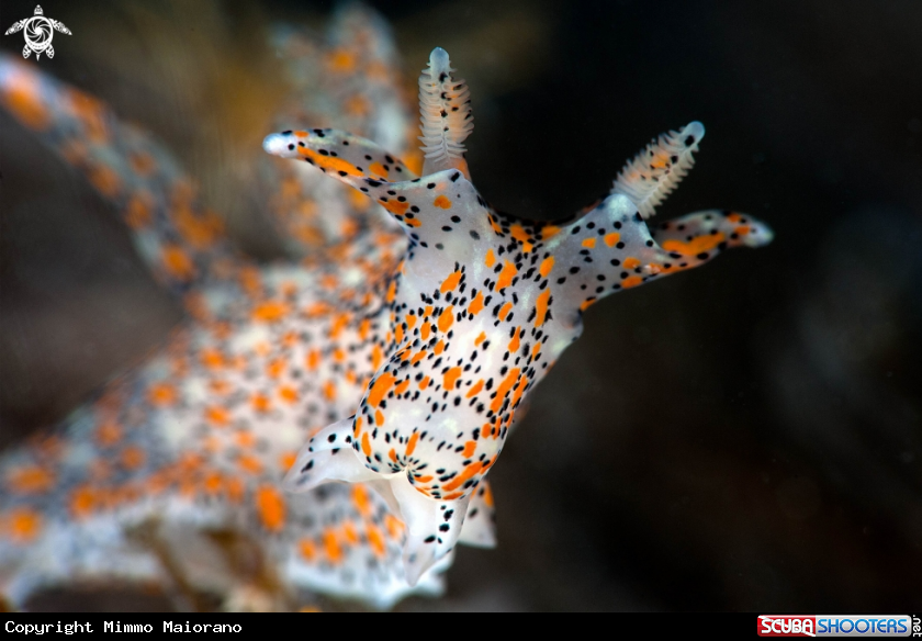 A nudibranco