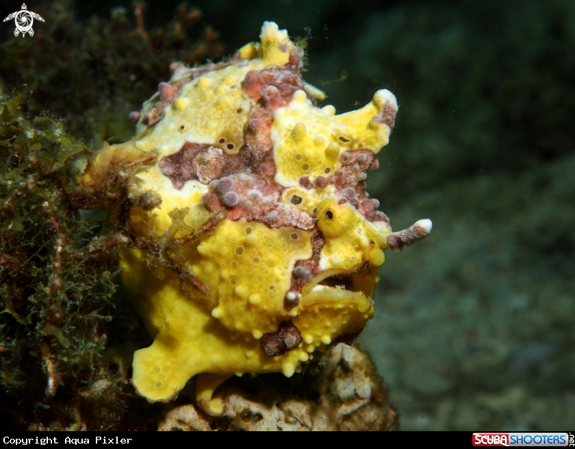 A Frogfish