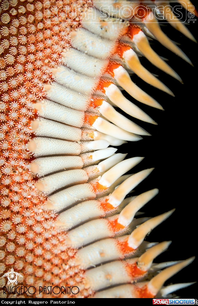 A Astropecten aranciacus