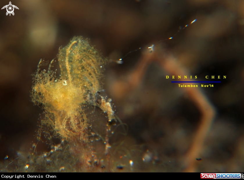 A Hairy Shrimp