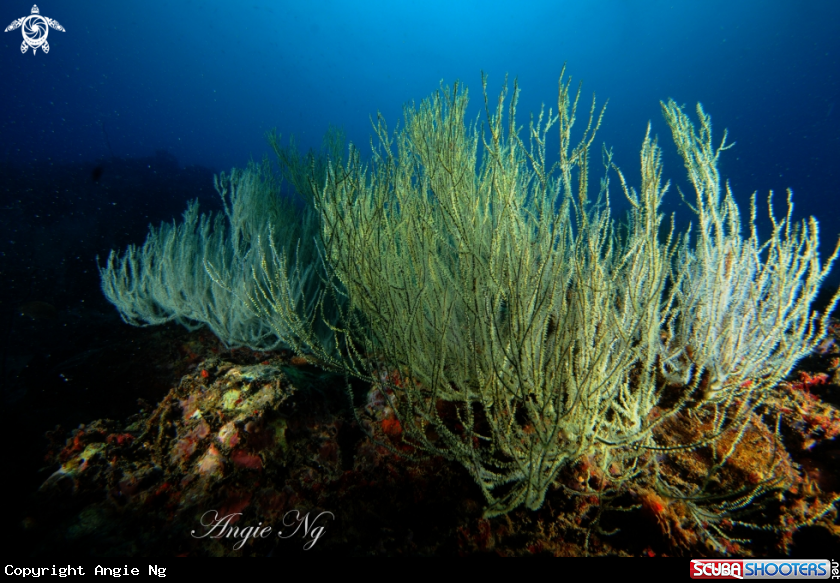 A Coral