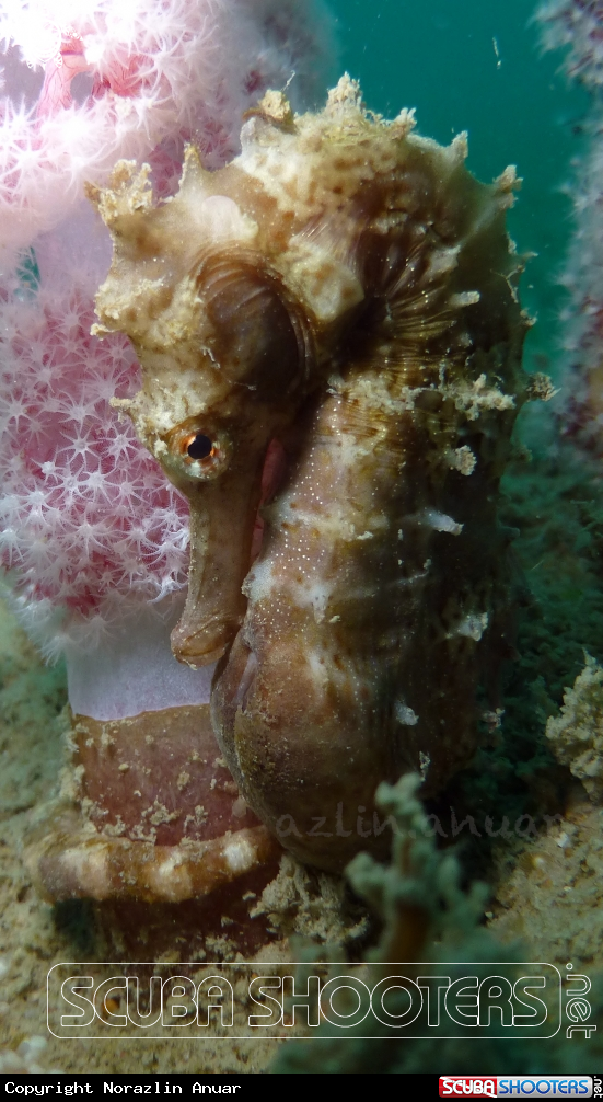 A Thorny seahorse
