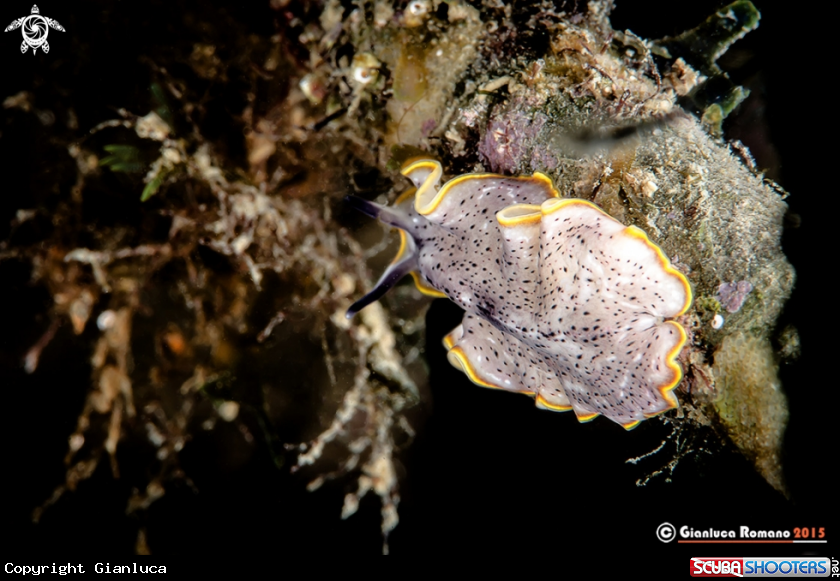 A Prostheceraeus moseleyi Lang