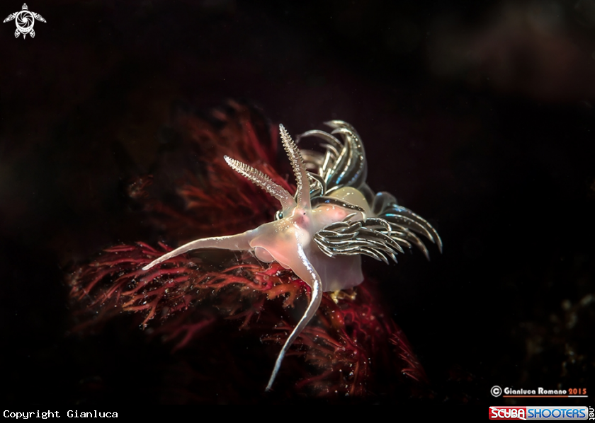 A Facelina auriculata