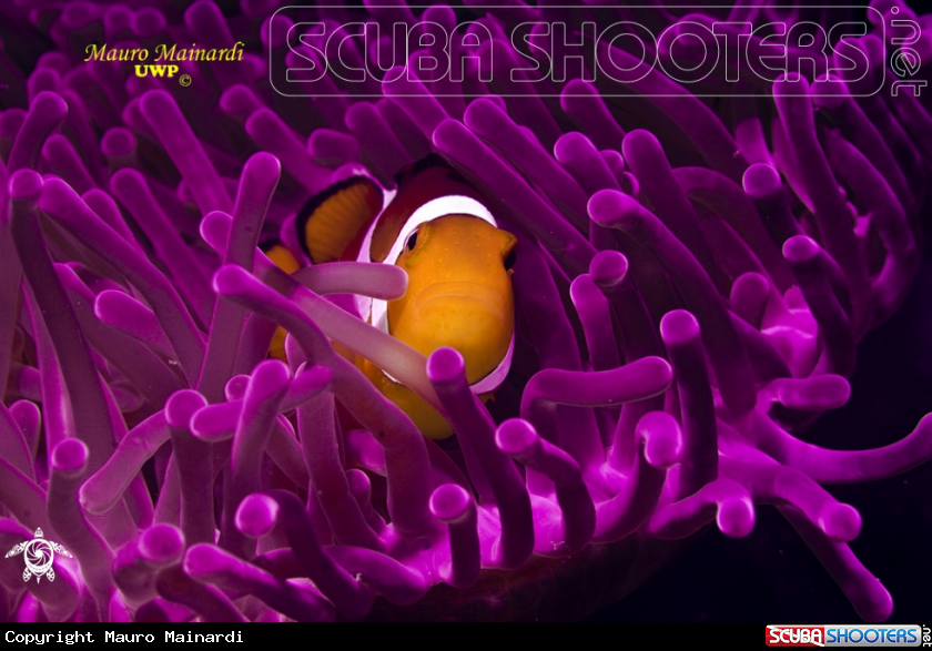 A underwater creature