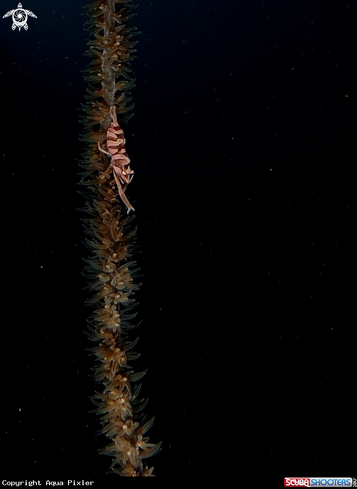 A Whip Coral Shrimp