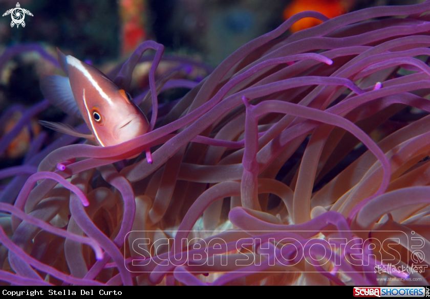 A Pink Anemonefish