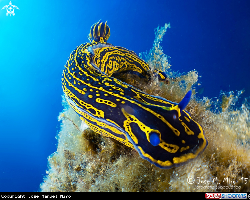 A Hypselodoris Picta