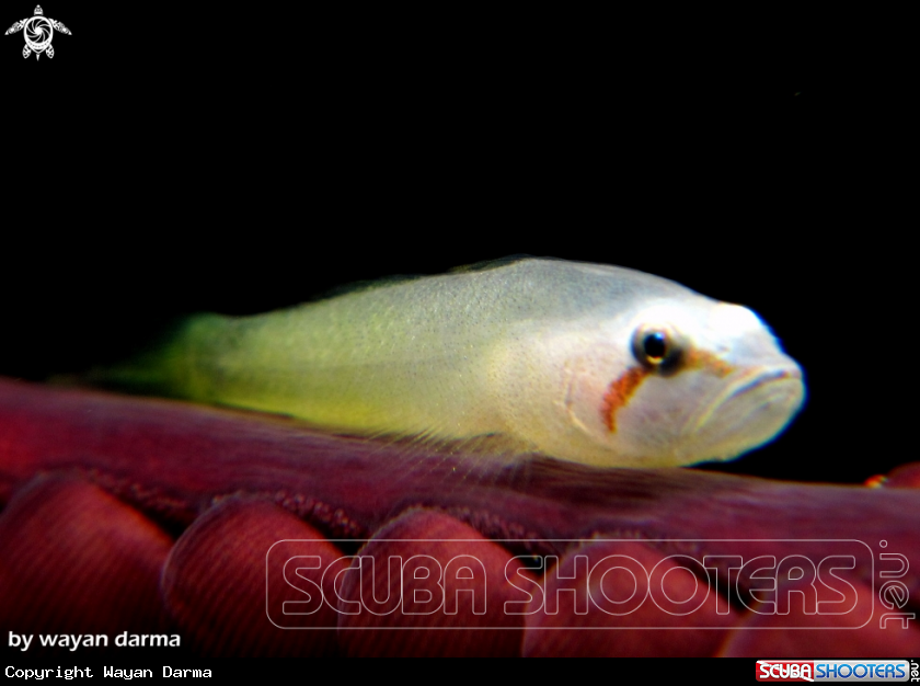 A white goby 