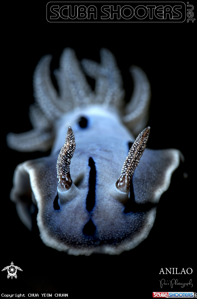 A Nudibranch 
