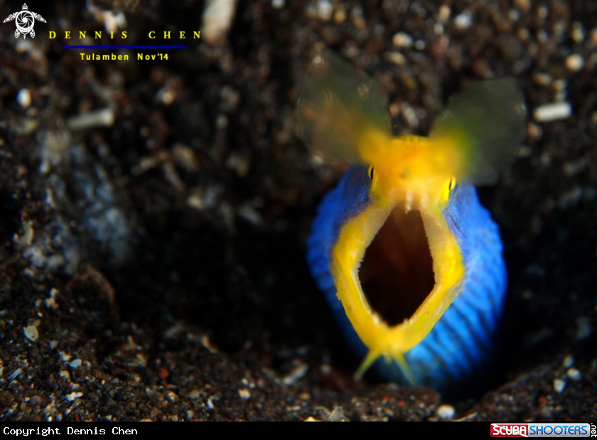A Ribbon Eel Rhinomuraena Quaesita