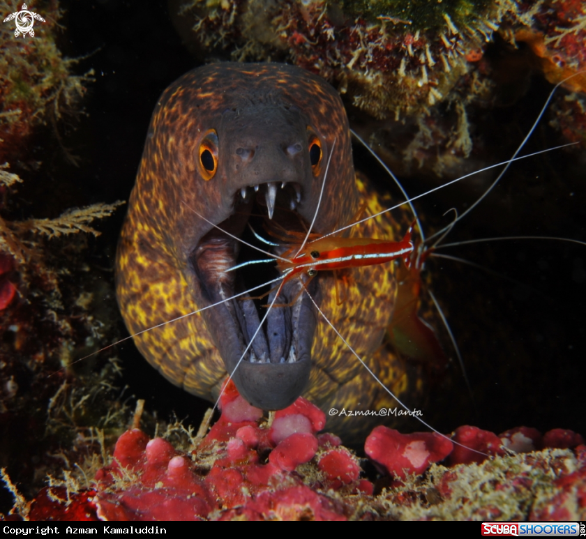 A Moral Eel & Shrimp