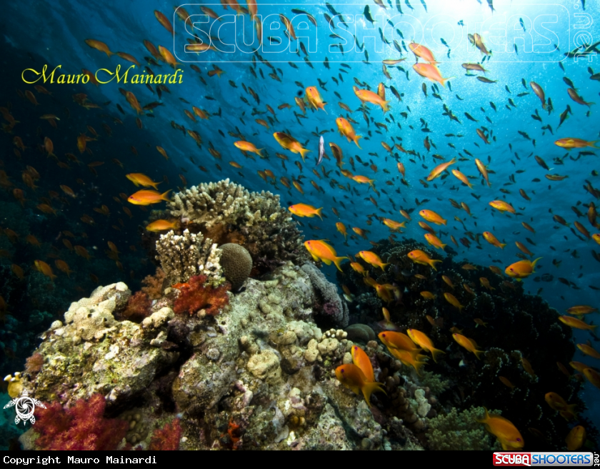 A underwater creature