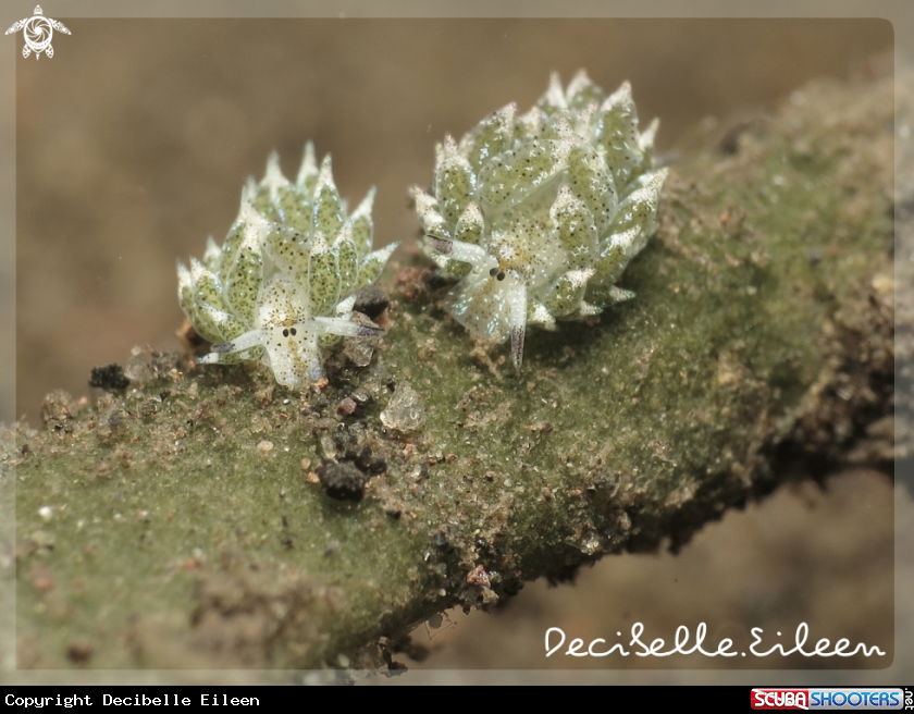 A Sheep nudi