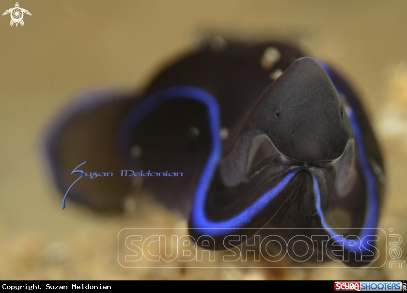 A Blue Velvet Headshield, 