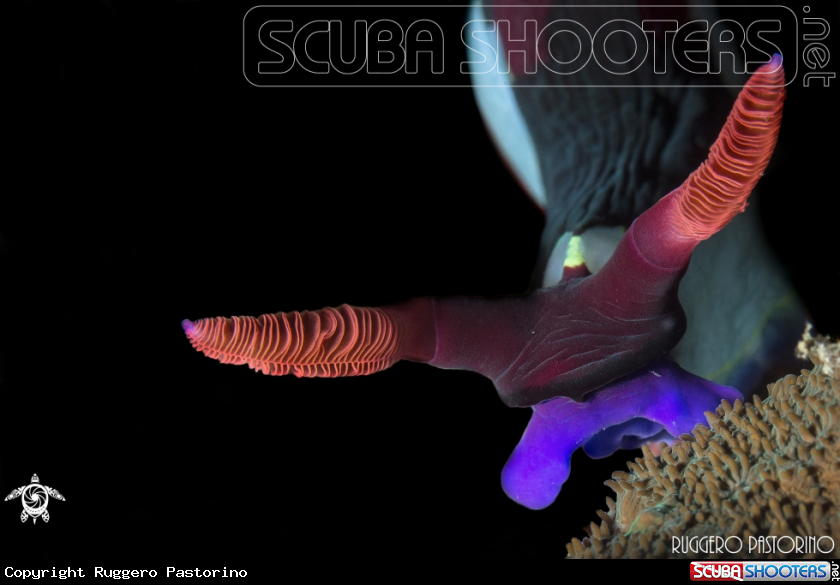 A Nembrotha Chamberlaini