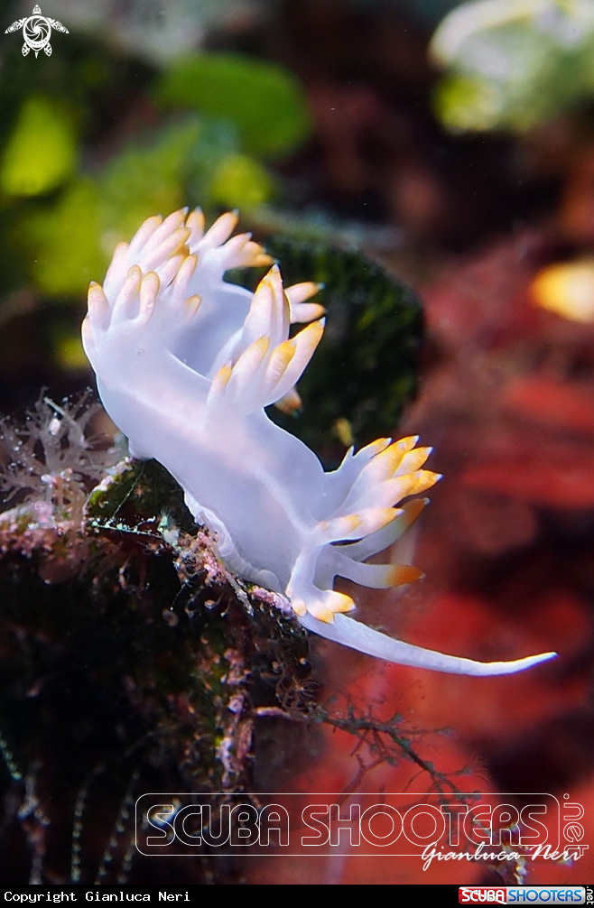 A Flabellina