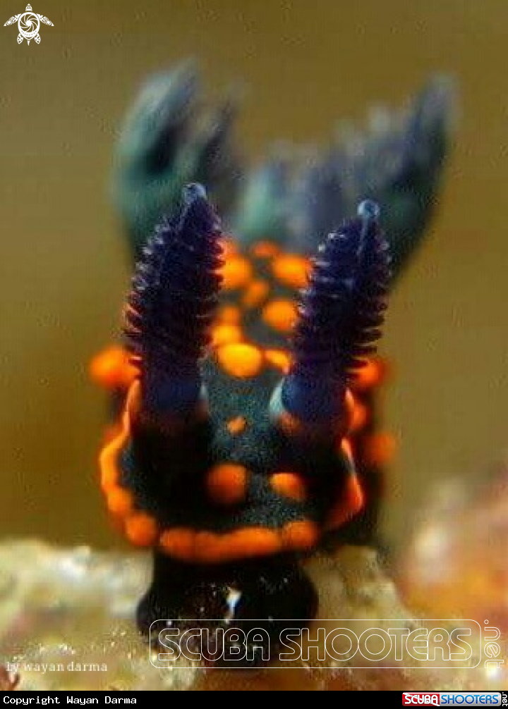 A nudibranch 