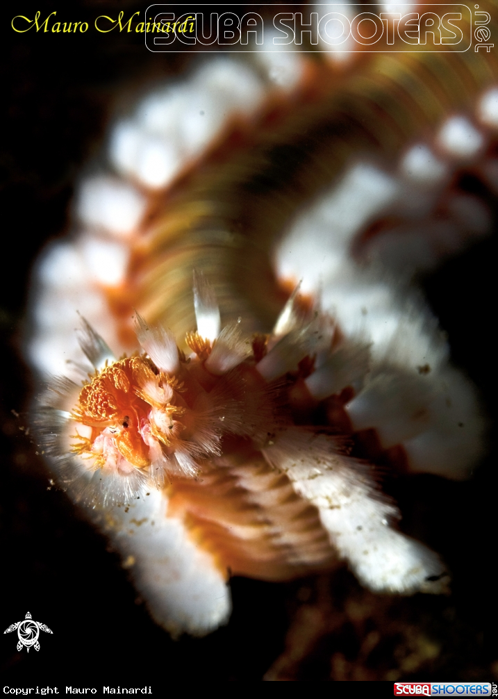 A underwater creature