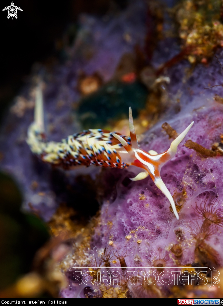 A Nudibranch