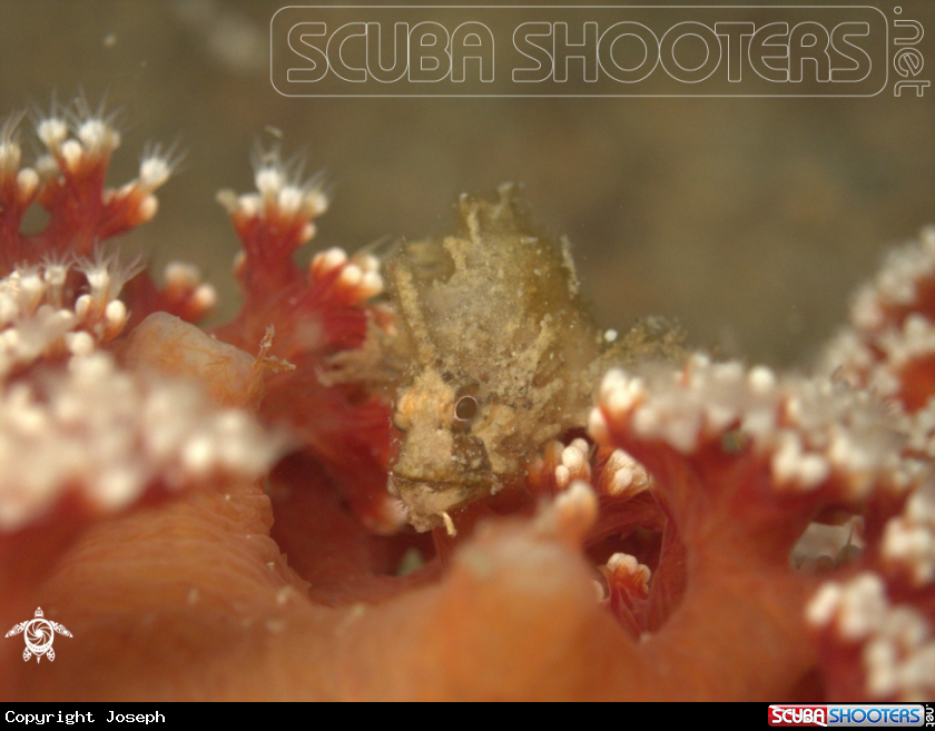 A Leafy Scorpion Fish (juv.)