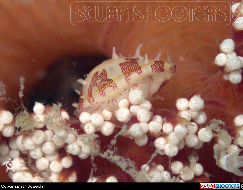 A Allied cowrie??
