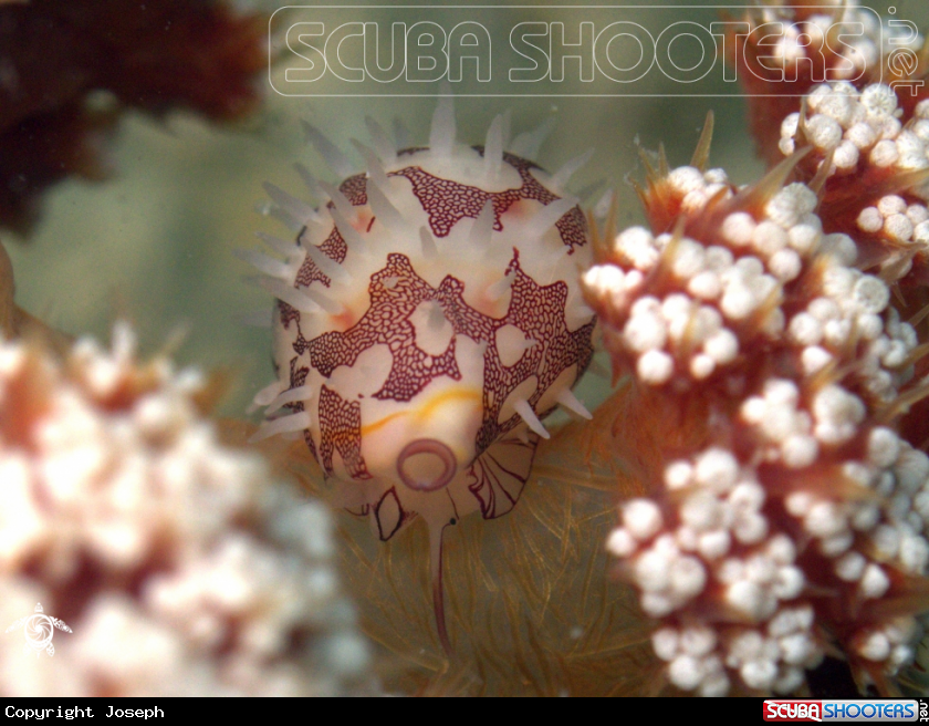 A Allied cowrie??