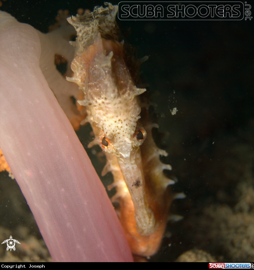 A Thorny Seahorse