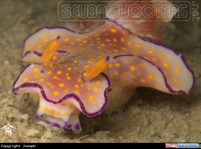 A Trilobate Ceratosoma 