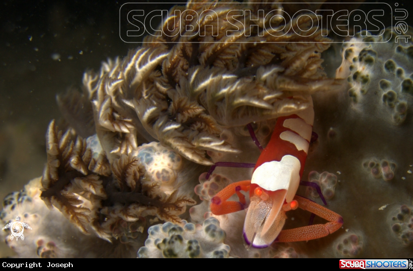 A Tuberulous nudibranch