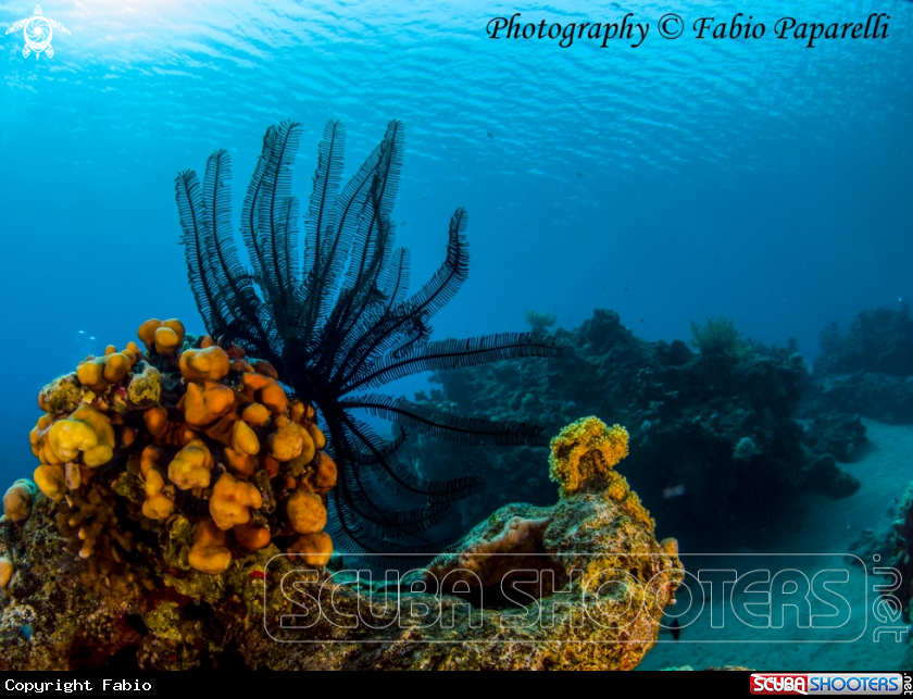 A underwater creature