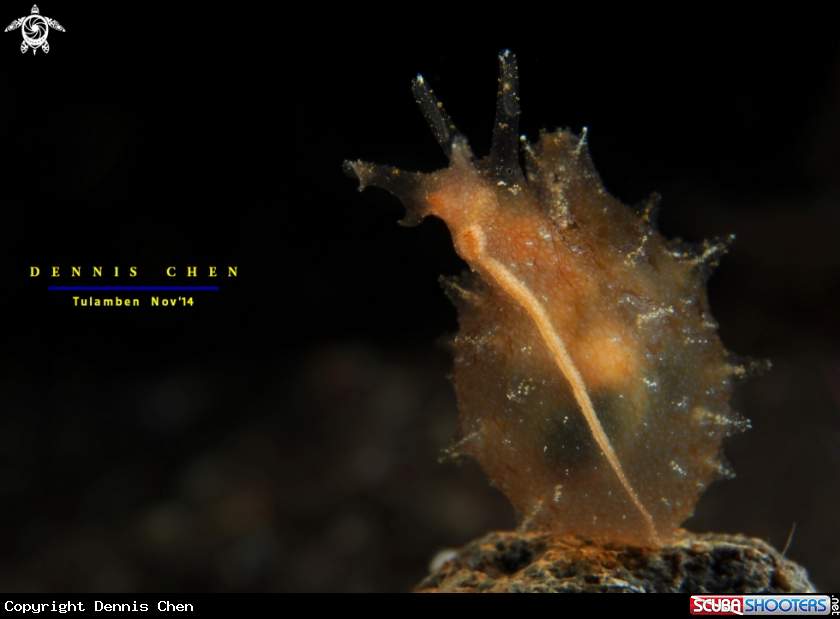A Notobryon wardi